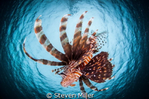 Snelling Lionfish by Steven Miller 